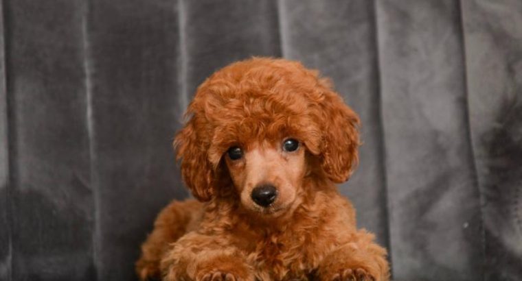 Red miniature poodle puppies