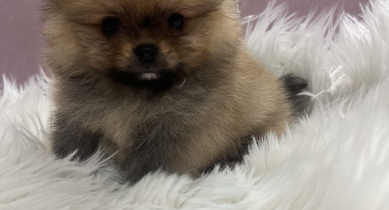 Pomeranian BOO puppies