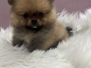 Pomeranian BOO puppies