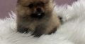 Pomeranian BOO puppies