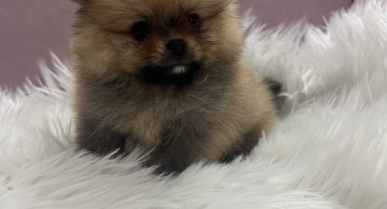 Pomeranian BOO puppies