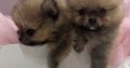 Pomeranian BOO puppies