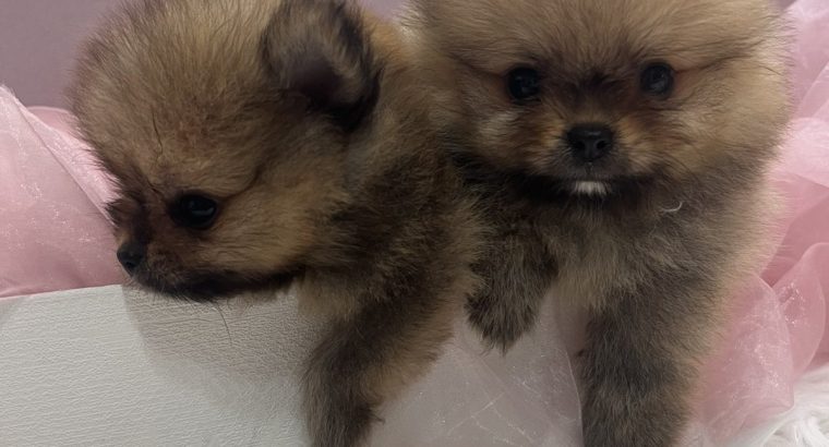 Pomeranian BOO puppies
