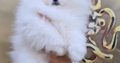 White Pomeranian Spitz puppies