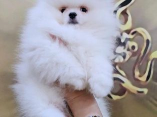 White Pomeranian Spitz puppies