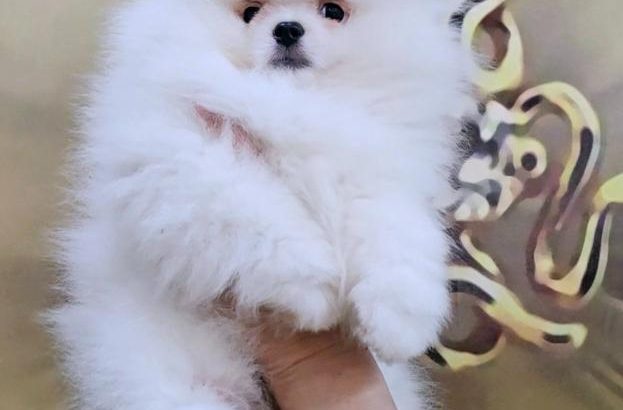 White Pomeranian Spitz puppies