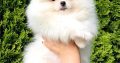White Pomeranian Spitz puppies