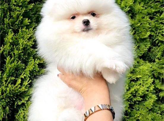 White Pomeranian Spitz puppies