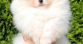 White Pomeranian Spitz puppies