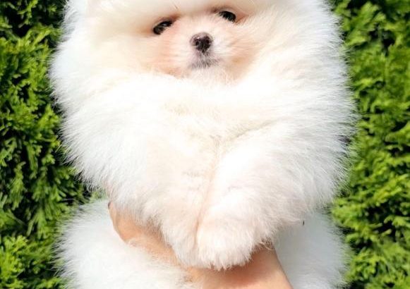White Pomeranian Spitz puppies
