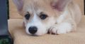 Pembroke Welsh Corgi puppies