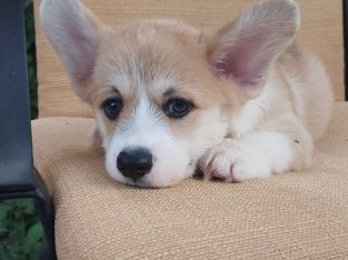 Pembroke Welsh Corgi puppies