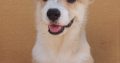 Pembroke Welsh Corgi puppies