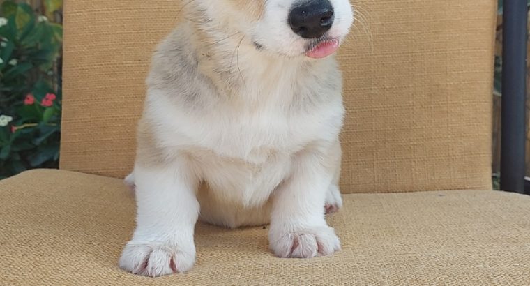 Pembroke Welsh Corgi puppies