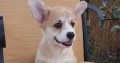 Pembroke Welsh Corgi puppies
