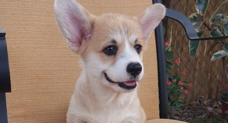 Pembroke Welsh Corgi puppies