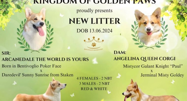 Pembroke Welsh Corgi puppies