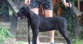 Cane Corso male puppy
