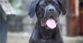 Cane Corso male puppy