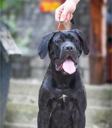 Cane Corso male puppy