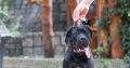 Cane Corso male puppy