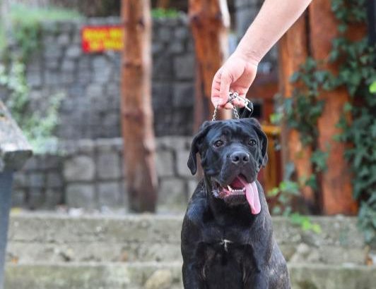 Cane Corso male puppy