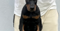 Doberman puppies for sale