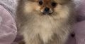 Pomeranian Spitz puppies