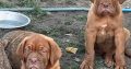 Dogue de Bordeaux puppies