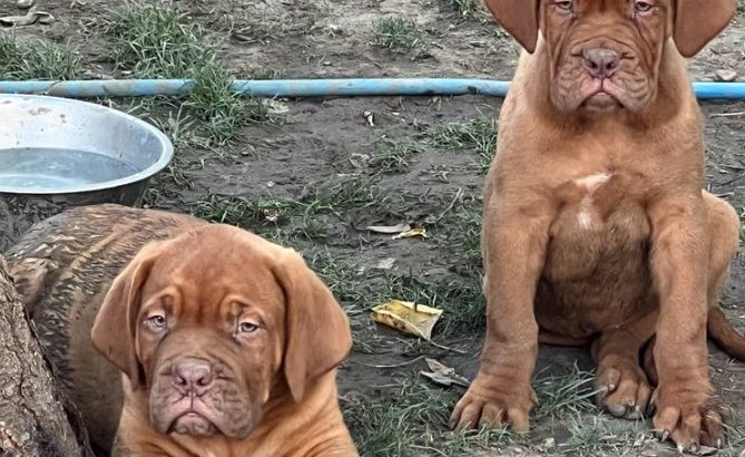 Dogue de Bordeaux puppies