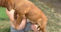 Dogue de Bordeaux puppies