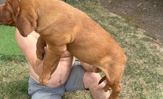 Dogue de Bordeaux puppies