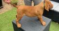 Dogue de Bordeaux puppies