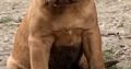 Dogue de Bordeaux puppies