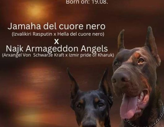 Doberman puppies for sale