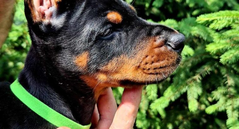 Doberman puppies for sale