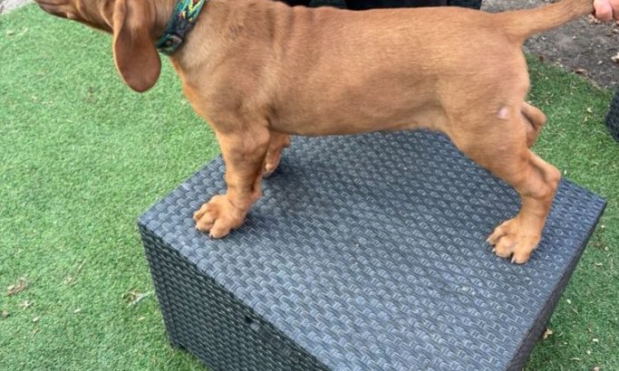 Dogue de Bordeaux puppies