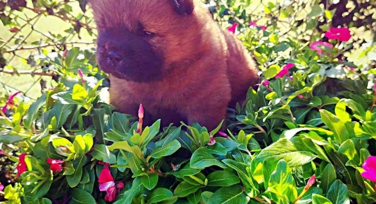 Chow Chow puppies for sale