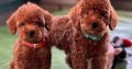Miniature Poodle puppies for sale