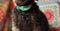 Miniature Poodle puppies for sale