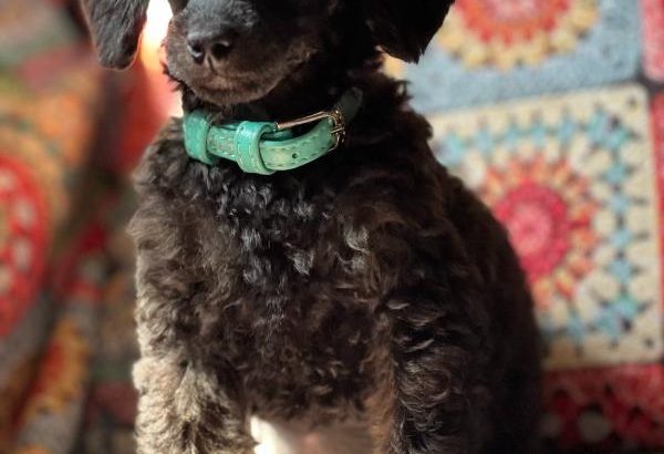 Miniature Poodle puppies for sale