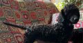 Miniature Poodle puppies for sale