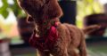 Miniature Poodle puppies for sale