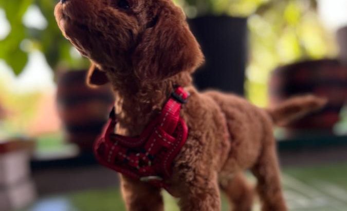 Miniature Poodle puppies for sale