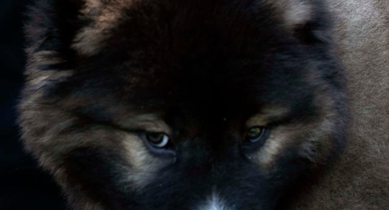 Caucasian Shepherd puppies