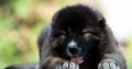 Caucasian Shepherd puppies