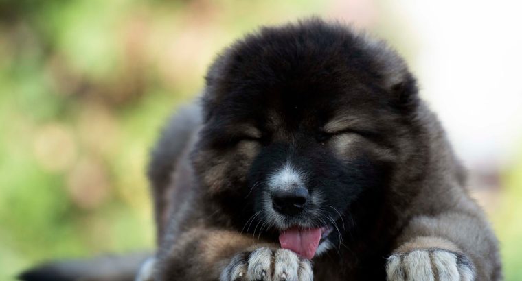 Caucasian Shepherd puppies