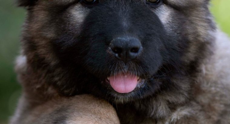 Caucasian Shepherd puppies