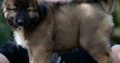 Caucasian Shepherd puppies