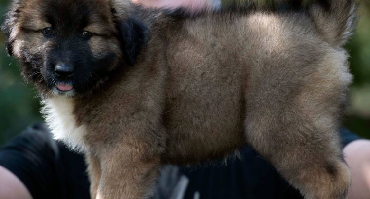 Caucasian Shepherd puppies